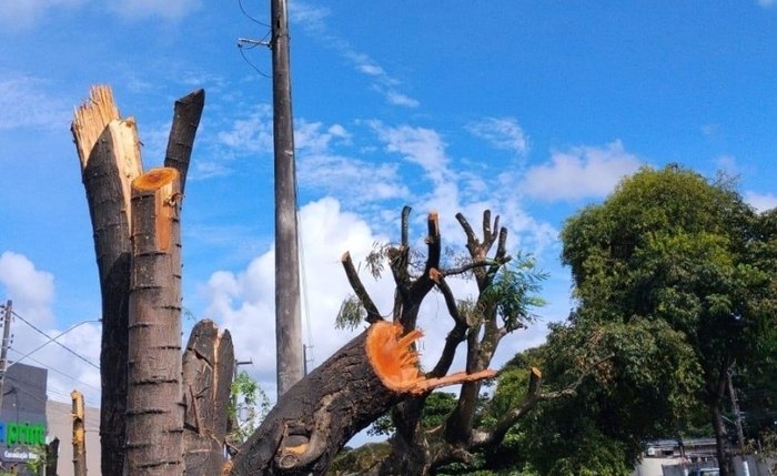 Poda e supressão de árvores sem autorização é crime ambiental
