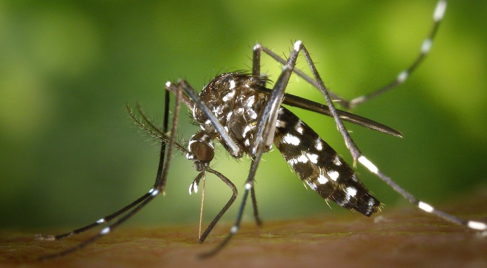 dengue-1920x1024