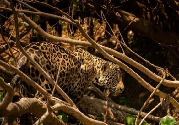 Dia Mundial do Meio Ambiente: um convite à consciência global e agronegócio sustentável