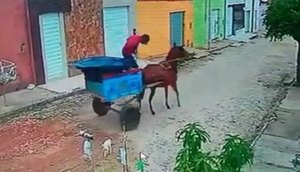 Suspeito de matar gato atropelado com carroça é preso em Poço Verde