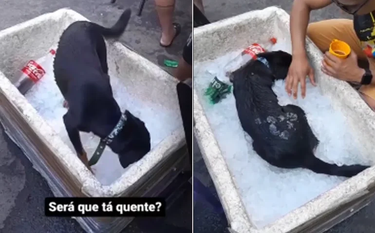 Mergulhando no friozinho: cachorrinho mexicano se salva de calor por gelo de máquina