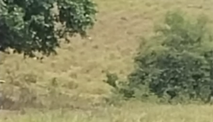 Mulher desaparecida é encontrada morta na Zona Rural de Ribeirópolis
