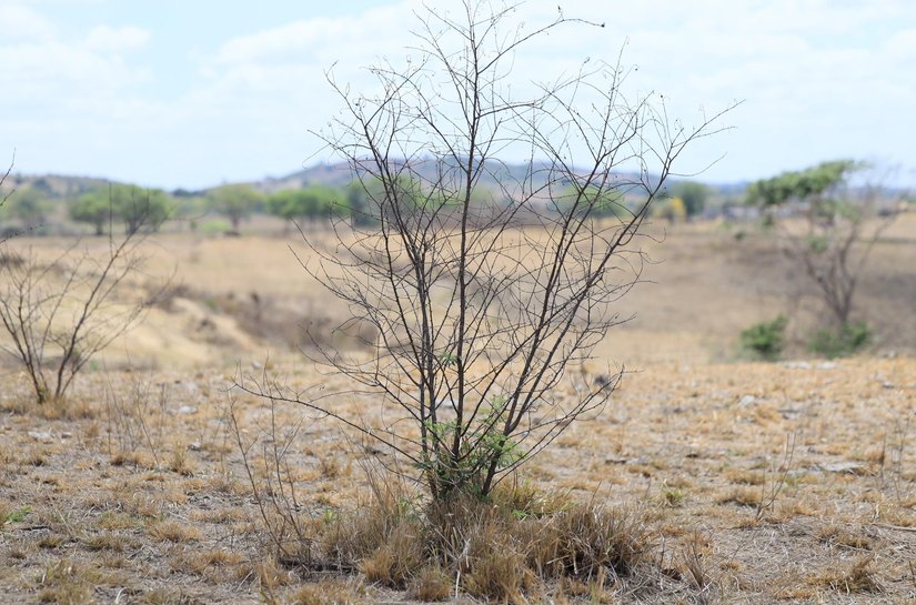 Em Acordo de Não Persecução Civil, MPAL consegue recuperação de 32 hectares de área de Caatinga degradada em Traipu e R$ 300 mil em multa e danos morais
