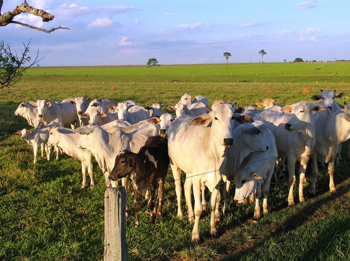 Sebrae e parceiros realizam I Encontro da Pecuária de Corte no Nordeste