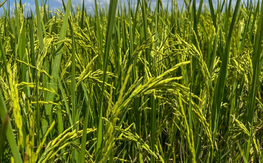 Seagri promove atividades técnicas de rizicultura irrigada no Baixo São Francisco de Alagoas