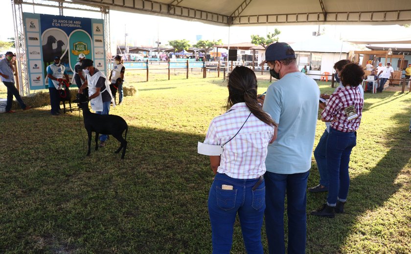 71ª Expoagro vai apresentar rebanho Santa Inês de alta genética