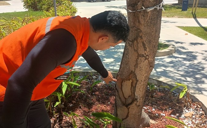 Agentes realizam inspeção visual em árvores, como um dos métodos de avaliação