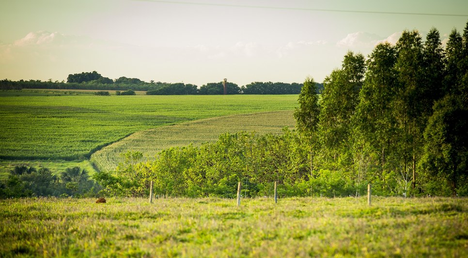 Campo rural