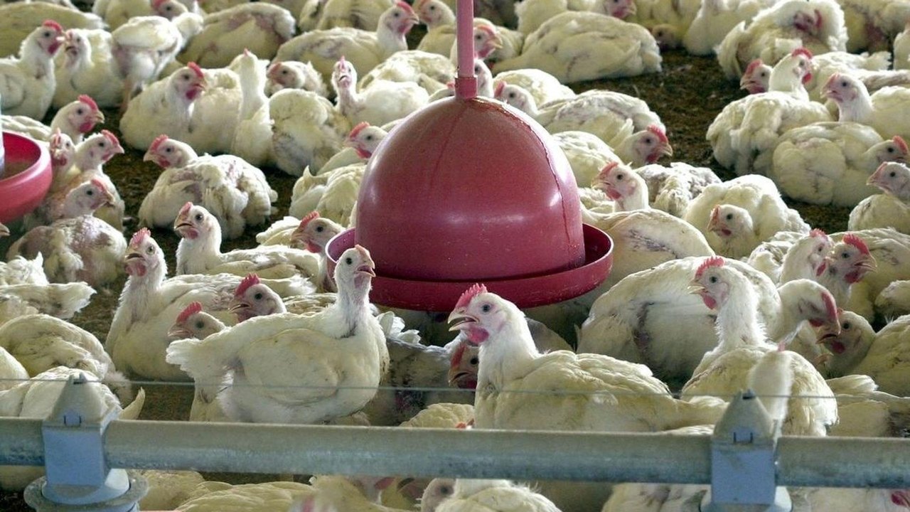 UE considera satisfatório sistema brasileiro de produção de aves e mel