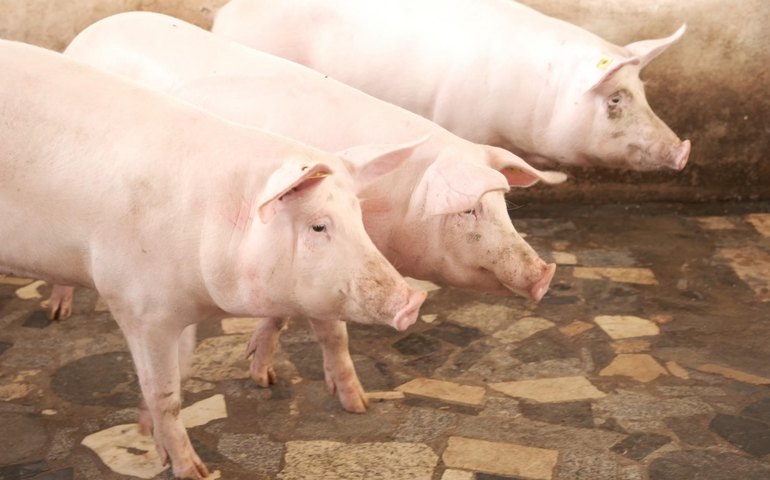 Vacinação contra peste suína clássica bate recorde de cobertura em Alagoas