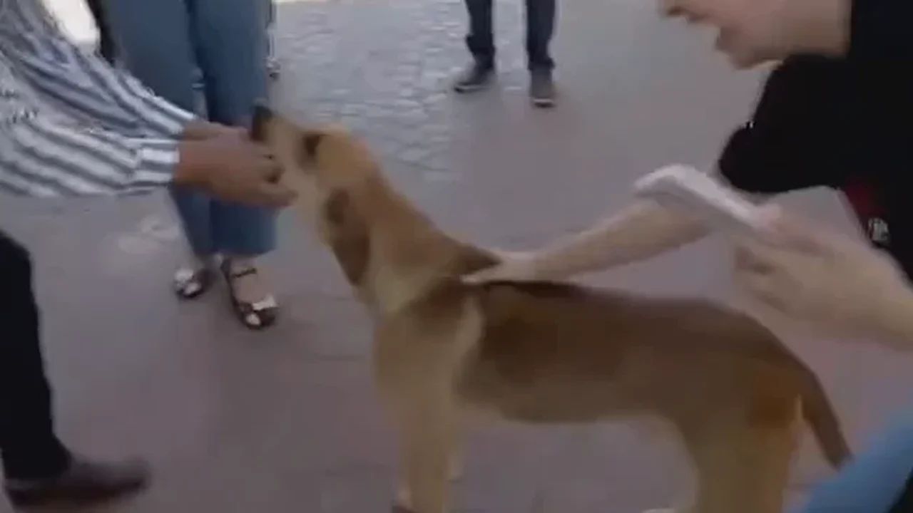 Cachorro tenta comer ponto eletrônico de jornalista ao vivo