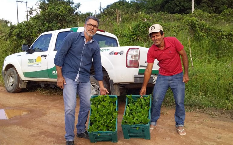 Emater inicia entrega de 200 mudas de maracujá em quatro municípios