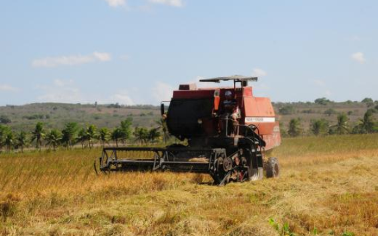 Seminário discute cultura do arroz no Baixo São Francisco