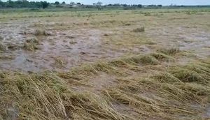 Rizicultores contabilizam prejuízo de R$1,2 milhões na safra de arroz após enchentes em Neópolis / Foto: Foto: Reprodução/Redes Sociais