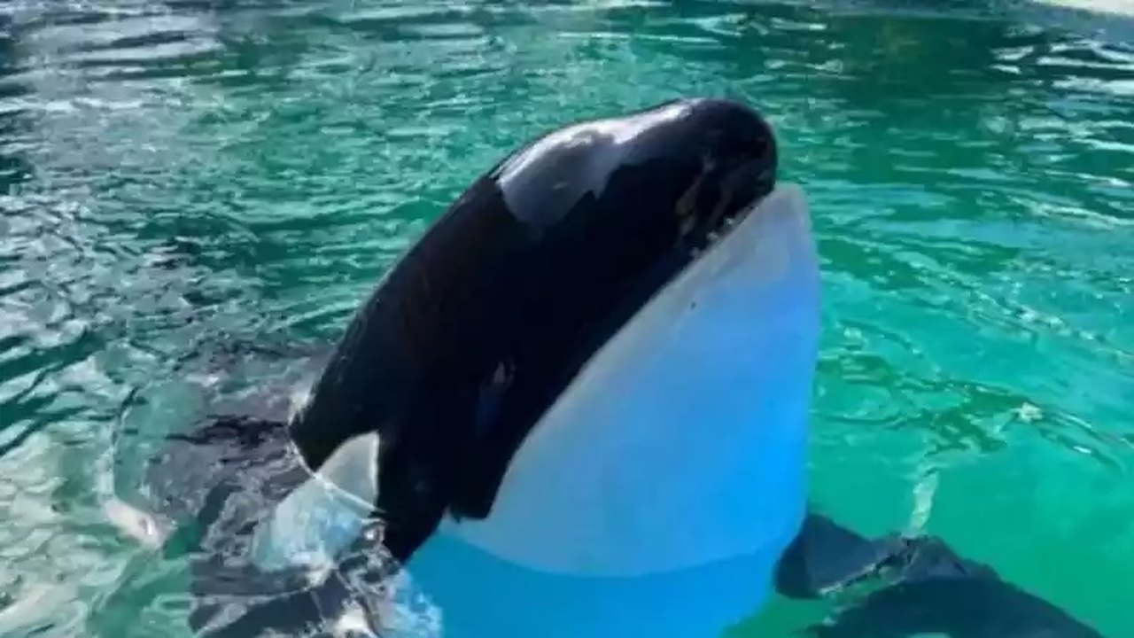 Lolita, orca que viveu por 50 anos em cativeiro, morre em Miami