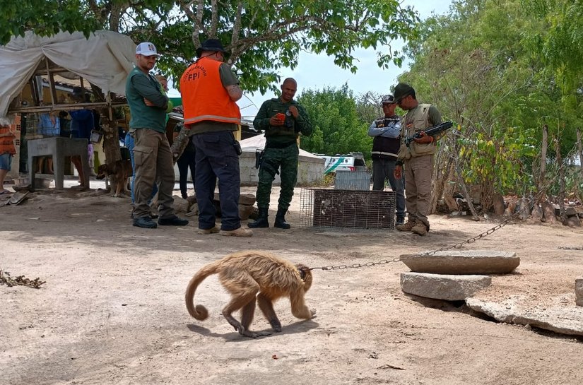 MPAL avança com Plano de Ação Estadual para proteção do Macaco-prego-galego