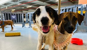 Cerca de 70 animais filhotes e adultos, estarão à espera de um novo lar / Foto: Foto: Divulgação