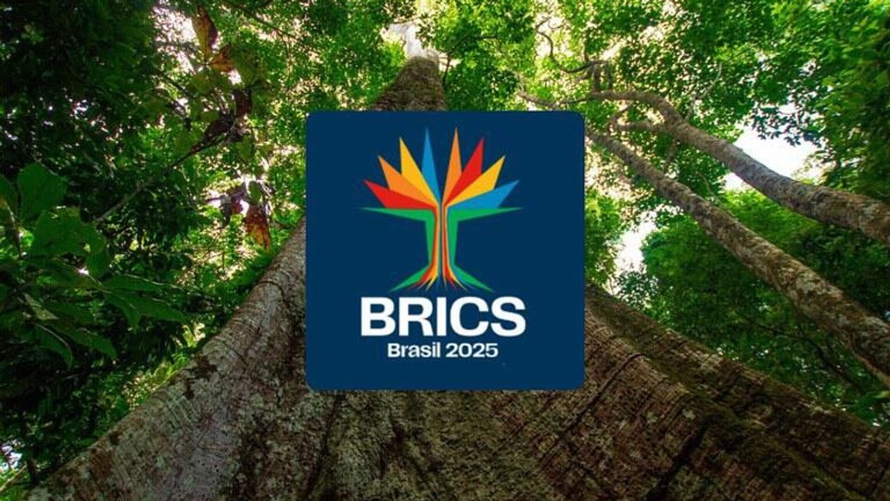 Sumaúma: árvore amazônica é escolhida como logomarca do BRICS Brasil