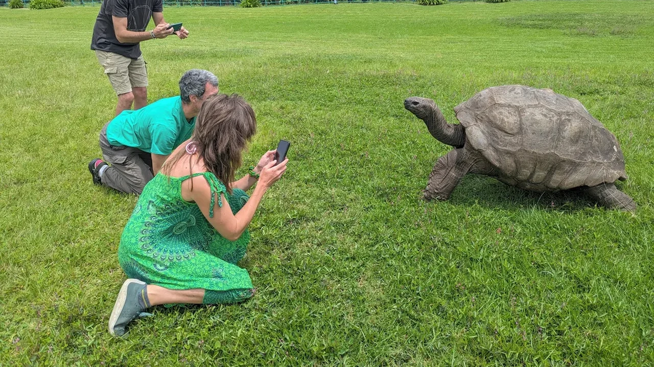 Tartaruga mais velha do mundo ainda está viva, apesar dos rumores em contrário