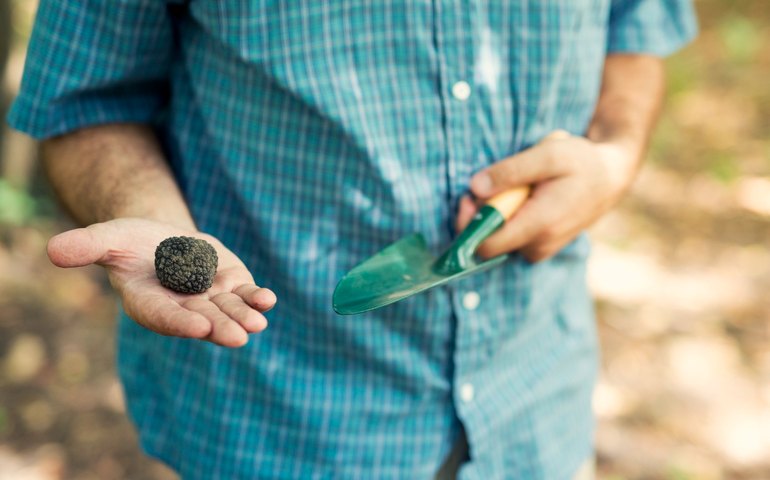 Especialista esclarece dúvidas sobre trufas negras e brancas