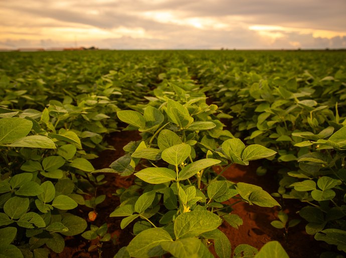 Aplicação de bioestimulantes à base de Ascophyllum nodosum impulsiona produtividade sustentável da soja