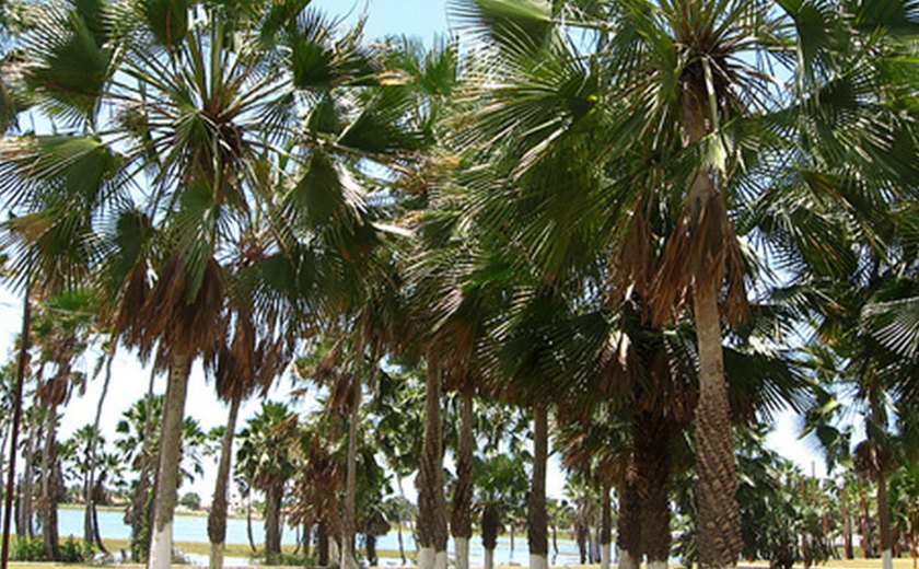 Hoje é comemorado o Dia da Árvore, data que marca o prenúncio da primavera no Brasil