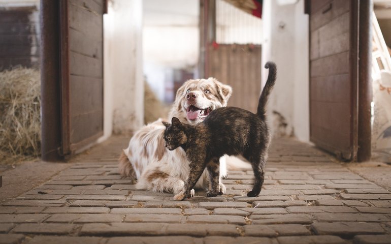 Cachorro, gato ou os dois?