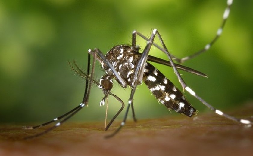 Secretaria de Saúde desenvolve ações para prevenir a febre Zika em AL