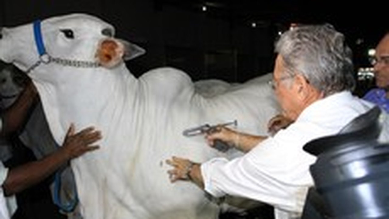 Governador abre segunda etapa de campanha contra aftosa