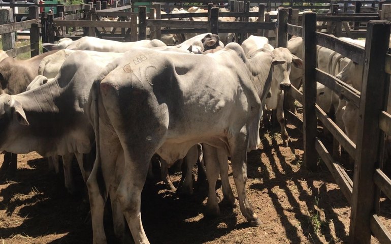 Adeal inicia em novembro campanha obrigatória de atualização cadastral do rebanho