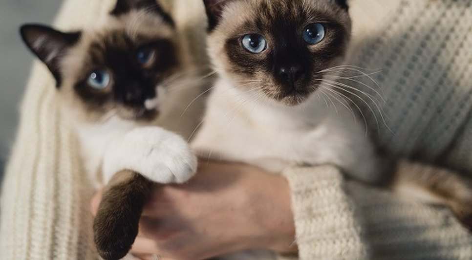 ONG promove campanha de adoção de gatos em Aracaju neste sábado