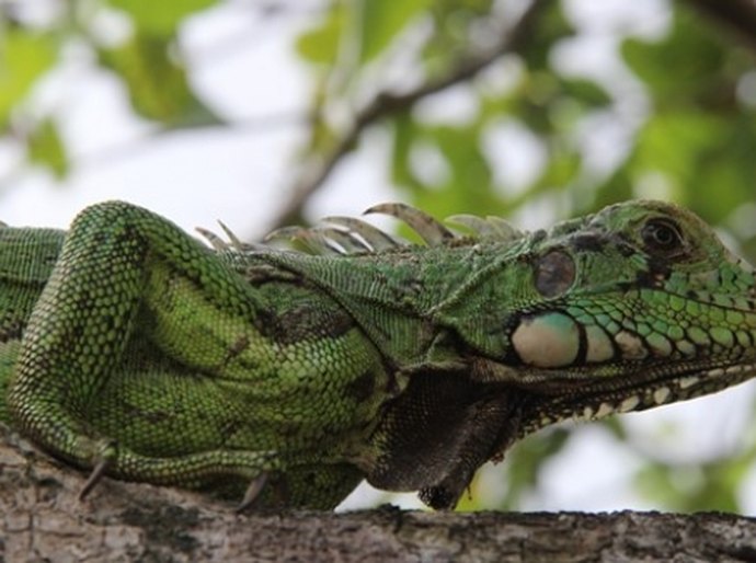 IMA e Ibama promovem soltura monitorada de 115 animais silvestres
