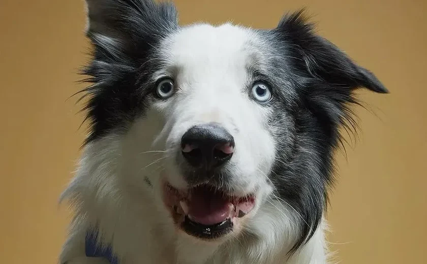 Quem é Messi, cachorro premiado em Cannes por seu papel em 'Anatomia de uma queda' e 'vetado' do Oscar?