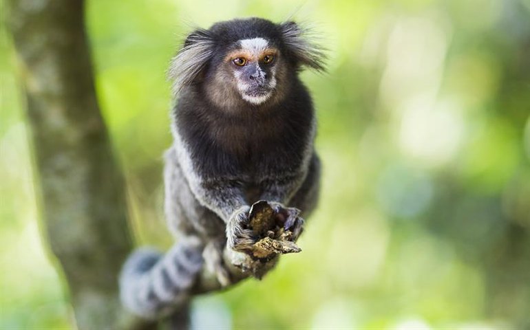 Saguis são vistos em diversas regiões da capital paulista