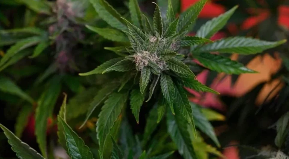 Em decisão inédita, STJ autoriza cultivo de maconha para uso medicinal / Foto: Foto: Pablo Porciuncula/AFP