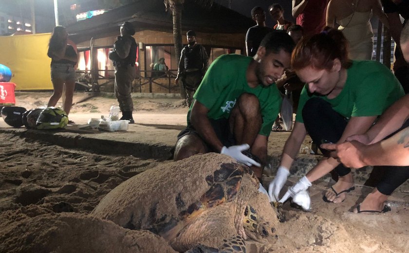 Biota acompanha desova de tartaruga marinha na praia da Jatiúca