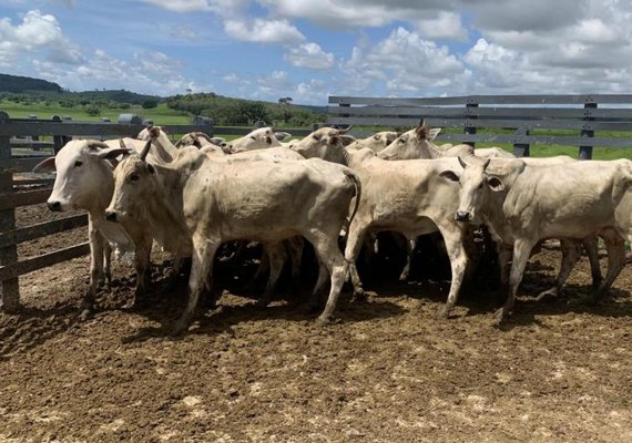 Alagoas garante conquista histórica com vacinação da aftosa