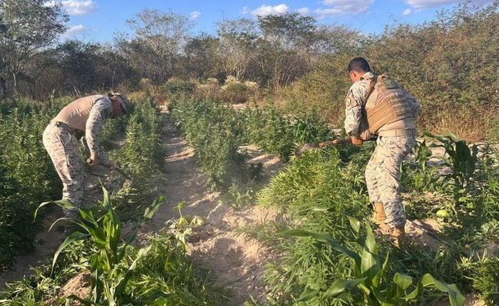 Em operação integrada, SSP e MP apreendem mais de 25 mil pés de maconha em Canapi