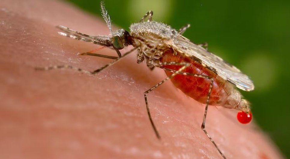 mosquito