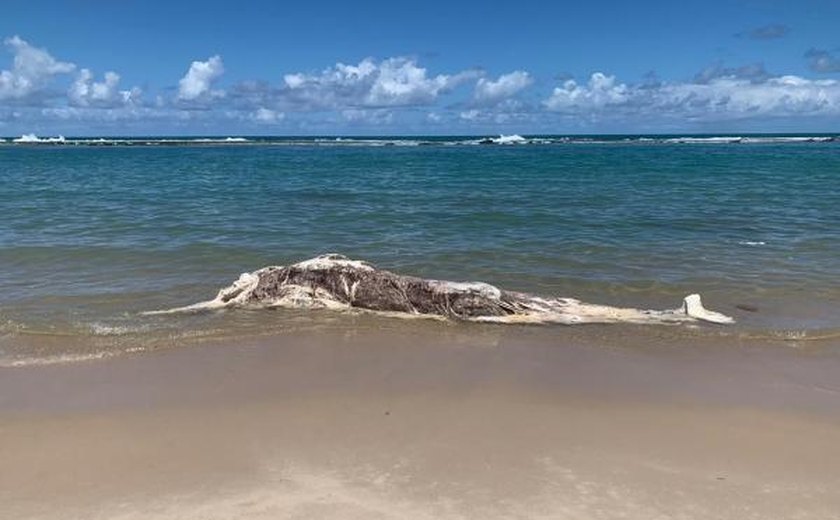 Baleia encalha e é encontrada morta em praia na Barra de São Miguel