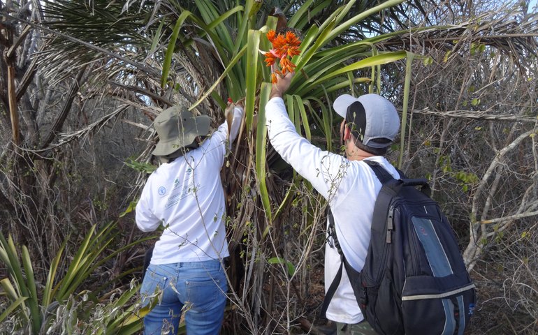 Dia Internacional da Biodiversidade: Herbário MAC possui catálogo florístico que é referência nos estudos sobre a variedade de espécies