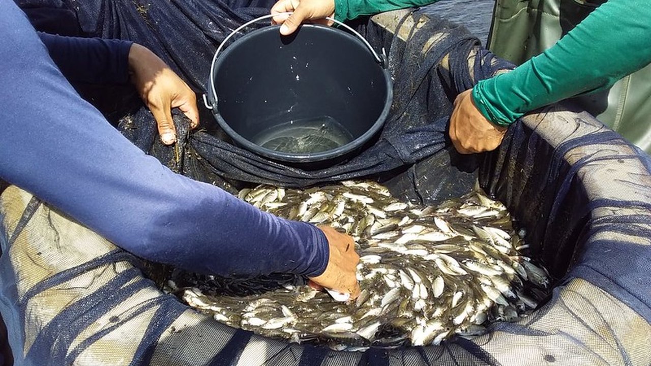 Codevasf fortalece estrutura de suporte à aquicultura e à pesca artesanal