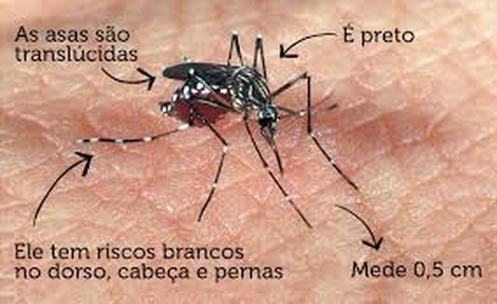 Mosquito transmissor da chikungunya Mosquito transmissor da chikungunya