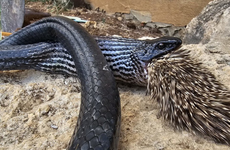 cobra-arrasta-pra-cima-porco-espinho-16082023101426907