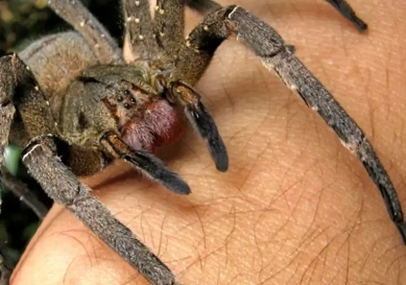 Do tamanho de uma mão: aranha venenosa é encontrada por funcionária em armazém na Inglaterra