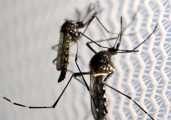 Dengue e chikungunya: Brasil tem alta de casos de infecção com os dois vírus ao mesmo tempo; veja sintomas e riscos