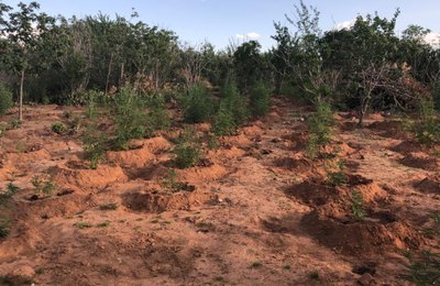 Ação integrada apreende mais de duas toneladas de maconha no Sertão