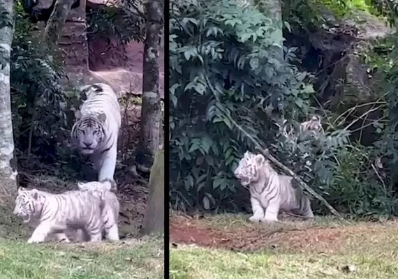 Três raros tigres brancos nascem em zoológico de Cotia, em São Paulo