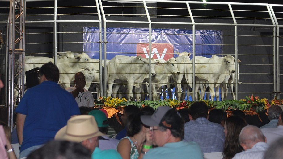 Expoagro/AL é a principal praça de comercialização animal do Norte e Nordeste