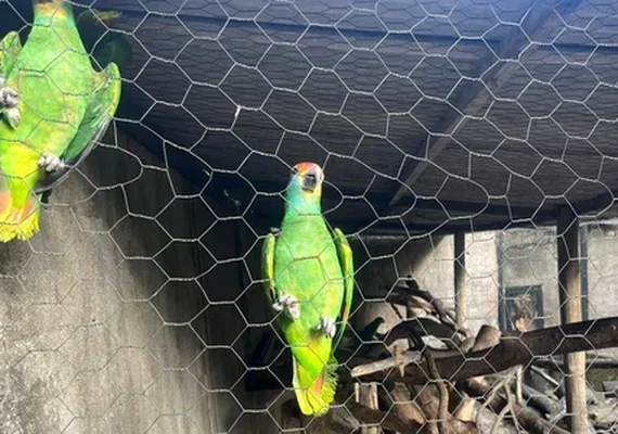 Sete papagaios resgatados do tráficos chegam a Alagoas para reintrodução na natureza